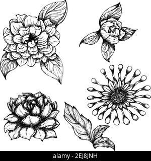 Vektorgrafik mit handgezeichneter Tinte. Set mit verschiedenen Arten von exotischen Blumen. Monochrome Darstellung isoliert auf weißem Hintergrund Stock Vektor