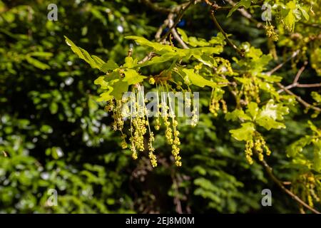 Lange, gelb hängende Kätzchen einer englischen Eiche (Quercus robur) und frische, grüne Blätter und Laub im Frühjahr, Surrey, Südostengland Stockfoto