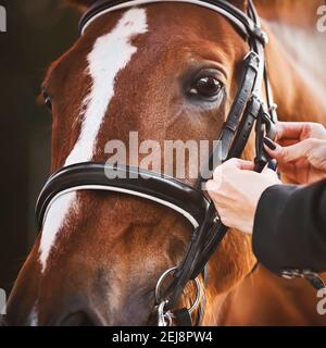 Die Hände der Frau passen die Gurte am Zaumzeug an, das an der Schnauze eines Sauerampfer-Sportpferdes getragen wird, das an einem Sommertag von Sonnenlicht beleuchtet wird. Equestri Stockfoto