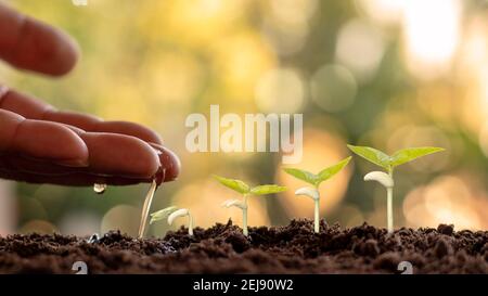 Anbau von Kulturpflanzen auf fruchtbarem Boden und Bewässerung von Pflanzen, einschließlich der Darstellung von Stadien des Pflanzenwachstums, Anbaukonzepte und Investitionen für Landwirte. Stockfoto