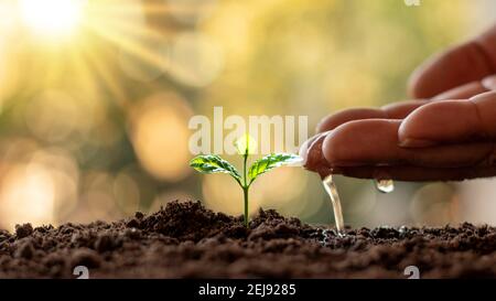 Pflanzen im fruchtbaren Boden anbauen und gießen. Pflanzideen und Investitionen für Landwirte. Stockfoto