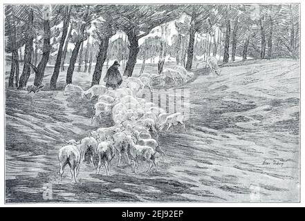 Troupeau dans le dune. 'Herde in der Düne', Strichzeichnung, vom französischen Impressionisten Henri Duhem, (1860-1941) Illustration von 1899 die Stockfoto