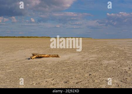 Driftwood am Strand von St. Peter Ording Stockfoto