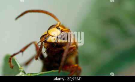 Nahaufnahme einer Hornisse auf dem Blatt Stockfoto
