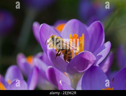 Bestäubung: Honigbiene auf violetten Krokus mit safranfarbenen Staubgefäßen Stockfoto