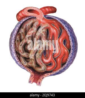 Nierenglomerulus, Zeichnung Stockfoto