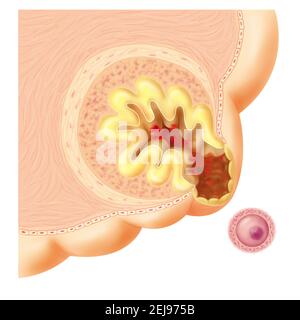 Eisprung, Zeichnung Stockfoto