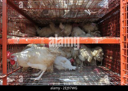 Jagdalpur- Tiermissbrauchsmarkt in Chhattisgarh-Indien Stockfoto