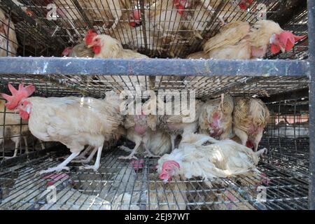 Jagdalpur- Tiermissbrauchsmarkt in Chhattisgarh-Indien Stockfoto