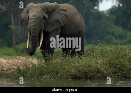 Afrikanischer Waldelefant (loxodonta cyclotis) Stockfoto