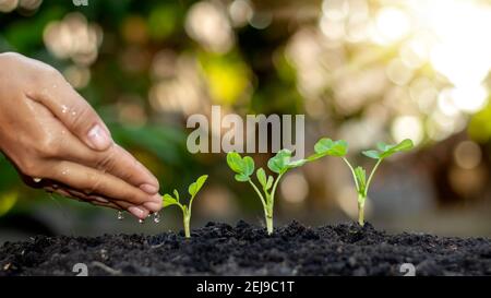 Anbau von Kulturpflanzen auf fruchtbarem Boden und Bewässerung von Pflanzen, einschließlich der Darstellung von Stadien des Pflanzenwachstums, Anbaukonzepte und Investitionen für Landwirte. Stockfoto