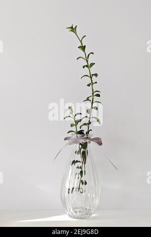Moderne transparente Glasvase mit Pflanze an weißer Wand Stockfoto