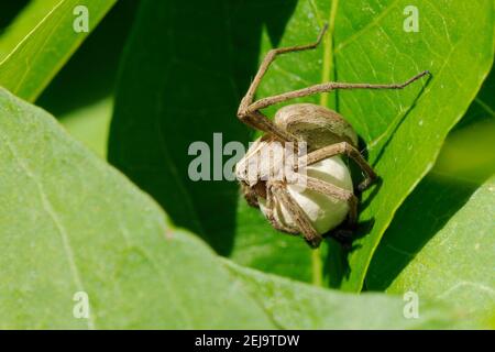 Baumschule Netz Spinne (Pisaura mirabilis) weiblich hält ihre Eiersack in der Sonne Eier Entwicklung zu beschleunigen, Wiltshire Garten, Großbritannien, Mai. Stockfoto