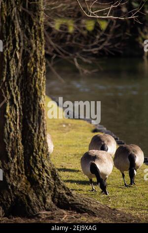 Vertikale Aufnahme von Kanadagänsen, die auf einem Gras laufen Stockfoto