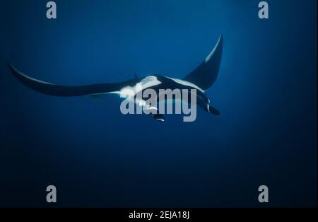 Blick von oben auf große herrliche Manta Strahl schwimmen tief Im Wasser Stockfoto