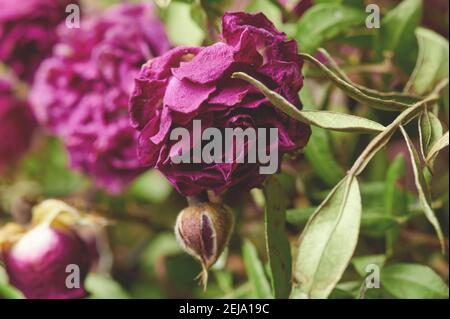 Trockene Botanik natürliche Blume Thema Makro Nahaufnahme Ansicht Stockfoto