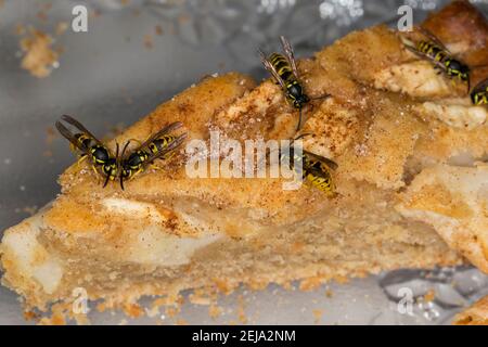 Wespe, Wespen auf Kuchen, Kuchenstück, Apfelkuchen, Wespe, yellowjacket, Wespen, Yellowjackets, Gemeine Wespe, Gewöhnliche Wespe, Vespula vulgaris, para Stockfoto