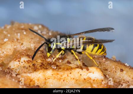 Wespe, Wespen auf Kuchen, Kuchenstück, Apfelkuchen, Wespe, yellowjacket, Wespen, Yellowjackets, Gemeine Wespe, Gewöhnliche Wespe, Vespula vulgaris, para Stockfoto