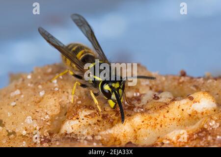 Wespe, Wespen auf Kuchen, Kuchenstück, Apfelkuchen, Wespe, yellowjacket, Wespen, Yellowjackets, Gemeine Wespe, Gewöhnliche Wespe, Vespula vulgaris, para Stockfoto