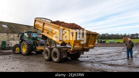 East Lothian, Schottland, Großbritannien, 22nd. Februar 2021. Karottenernte: Luffness Mains Farm erntet ein 7 Hektar großes Feld von Nairobi Karotten, gepflanzt im Mai und bedeckt mit Stroh für den Winter, bestimmt für Supermärkte wie Tesco, Sainsbury & Asda. Ein mit Karotten beladener Traktoranhänger kippt sie in einen Sortierschuppen, um Erde und verformte zu entfernen, und transportiert sie zu einem 30-Tonnen-LKW-Anhänger, der zu einer Verarbeitungsanlage in Nottingham gefahren wird; die Karotten kehren nach Schottland zurück, um sie zu verteilen Stockfoto