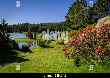 Carlit Lakes, Les Bouillouses, im Sommer (Pyrenees Orientales, Frankreich) ESP: Lagos del Carlit, en las Bullosas, en verano (Pirineos, Francia) Stockfoto