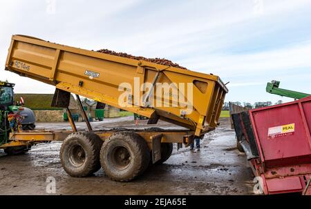 East Lothian, Schottland, Großbritannien, 22nd. Februar 2021. Karottenernte: Luffness Mains Farm erntet ein 7 Hektar großes Feld von Nairobi Karotten, gepflanzt im Mai und bedeckt mit Stroh für den Winter, bestimmt für Supermärkte wie Tesco, Sainsbury & Asda. Ein mit Karotten beladener Traktoranhänger kippt sie in einen Sortierschuppen, um Erde und verformte zu entfernen, und transportiert sie zu einem 30-Tonnen-LKW-Anhänger, der zu einer Verarbeitungsanlage in Nottingham gefahren wird; die Karotten kehren nach Schottland zurück, um sie zu verteilen Stockfoto