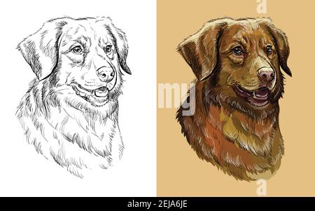 Realistischer Kopf von Nova Scotia Duck Tolling Retriever Hund. Vektor schwarz und weiß und bunt isoliert Illustration des Hundes. Für die Dekoration, Färbung b Stock Vektor