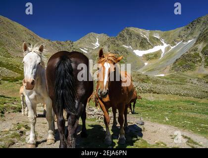 Carlit Lakes, Les Bouillouses, im Sommer (Pyrenees Orientales, Frankreich) ESP: Lagos del Carlit, en las Bullosas, en verano (Pirineos, Francia) Stockfoto