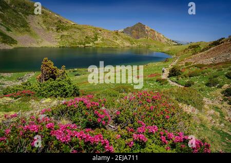 Carlit Lakes, Les Bouillouses, im Sommer (Pyrenees Orientales, Frankreich) ESP: Lagos del Carlit, en las Bullosas, en verano (Francia) Stockfoto