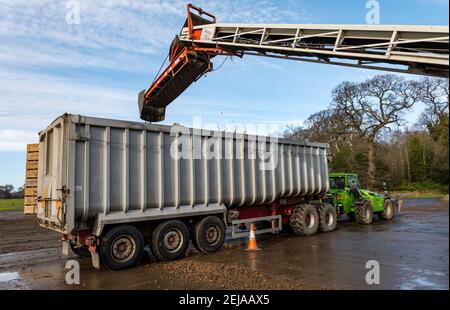East Lothian, Schottland, Großbritannien, 22nd. Februar 2021. Karottenernte: Luffness Mains Farm erntet ein 7 Hektar großes Feld von Nairobi Karotten, gepflanzt im Mai und bedeckt mit Stroh für den Winter, bestimmt für Supermärkte wie Tesco, Sainsbury & Asda. Ein Erntemaschinen gräbt sie, transportiert sie auf Traktoranhänger, kippt in einen Sortierschuppen, um Erde und verformte zu entfernen und transportiert sie zu einem 30-Tonnen-LKW-Anhänger, der zu einer Verarbeitungsanlage in Nottingham gefahren wird; die Karotten kehren nach Schottland zurück, um sie zu verteilen Stockfoto