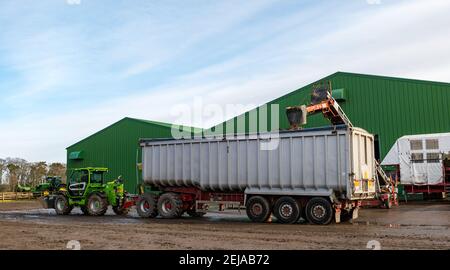 East Lothian, Schottland, Großbritannien, 22nd. Februar 2021. Karottenernte: Luffness Mains Farm erntet ein 7 Hektar großes Feld von Nairobi Karotten, gepflanzt im Mai und bedeckt mit Stroh für den Winter, bestimmt für Supermärkte wie Tesco, Sainsbury & Asda. Ein Erntemaschinen gräbt sie, transportiert sie auf Traktoranhänger, kippt in einen Sortierschuppen, um Erde und verformte zu entfernen und transportiert sie zu einem 30-Tonnen-LKW-Anhänger, der zu einer Verarbeitungsanlage in Nottingham gefahren wird; die Karotten kehren nach Schottland zurück, um sie zu verteilen Stockfoto