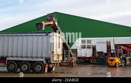 East Lothian, Schottland, Großbritannien, 22nd. Februar 2021. Karottenernte: Luffness Mains Farm erntet ein 7 Hektar großes Feld von Nairobi Karotten, gepflanzt im Mai und bedeckt mit Stroh für den Winter, bestimmt für Supermärkte wie Tesco, Sainsbury & Asda. Ein Erntemaschinen gräbt sie, transportiert sie auf Traktoranhänger, kippt in einen Sortierschuppen, um Erde und verformte zu entfernen und transportiert sie zu einem 30-Tonnen-LKW-Anhänger, der zu einer Verarbeitungsanlage in Nottingham gefahren wird; die Karotten kehren nach Schottland zurück, um sie zu verteilen Stockfoto