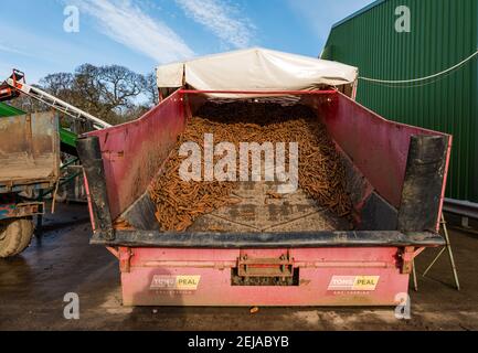 East Lothian, Schottland, Großbritannien, 22nd. Februar 2021. Karottenernte: Luffness Mains Farm erntet ein 7 Hektar großes Feld von Nairobi Karotten, gepflanzt im Mai und bedeckt mit Stroh für den Winter, bestimmt für Supermärkte wie Tesco, Sainsbury & Asda. Ein Erntemaschinen gräbt sie, transportiert sie auf Traktoranhänger, kippt in einen Sortierschuppen, um Erde und verformte zu entfernen und transportiert sie zu einem 30-Tonnen-LKW-Anhänger, der zu einer Verarbeitungsanlage in Nottingham gefahren wird; die Karotten kehren nach Schottland zurück, um sie zu verteilen Stockfoto