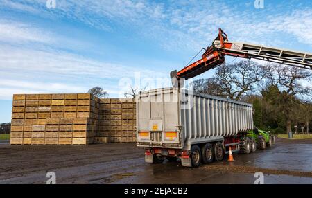 East Lothian, Schottland, Großbritannien, 22nd. Februar 2021. Karottenernte: Luffness Mains Farm erntet ein 7 Hektar großes Feld von Nairobi Karotten, gepflanzt im Mai und bedeckt mit Stroh für den Winter, bestimmt für Supermärkte wie Tesco, Sainsbury & Asda. Ein Erntemaschinen gräbt sie, transportiert sie auf Traktoranhänger, kippt in einen Sortierschuppen, um Erde und verformte zu entfernen und transportiert sie zu einem 30-Tonnen-LKW-Anhänger, der zu einer Verarbeitungsanlage in Nottingham gefahren wird; die Karotten kehren nach Schottland zurück, um sie zu verteilen Stockfoto