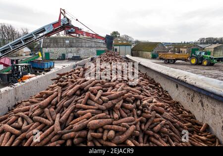 East Lothian, Schottland, Großbritannien, 22nd. Februar 2021. Karottenernte: Luffness Mains Farm erntet ein 7 Hektar großes Feld von Nairobi Karotten, gepflanzt im Mai und bedeckt mit Stroh für den Winter, bestimmt für Supermärkte wie Tesco, Sainsbury & Asda. Ein Erntemaschinen gräbt sie, transportiert sie auf Traktoranhänger, kippt in einen Sortierschuppen, um Erde und verformte zu entfernen und transportiert sie zu einem 30-Tonnen-LKW-Anhänger, der zu einer Verarbeitungsanlage in Nottingham gefahren wird; die Karotten kehren nach Schottland zurück, um sie zu verteilen. Der LKW-Anhänger ist voll mit 30 Tonnen Karotten Stockfoto