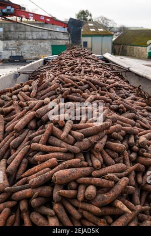 East Lothian, Schottland, Großbritannien, 22nd. Februar 2021. Karottenernte: Luffness Mains Farm erntet ein 7 Hektar großes Feld von Nairobi Karotten, gepflanzt im Mai und bedeckt mit Stroh für den Winter, bestimmt für Supermärkte wie Tesco, Sainsbury & Asda. Ein Erntemaschinen gräbt sie, transportiert sie auf Traktoranhänger, kippt in einen Sortierschuppen, um Erde und verformte zu entfernen und transportiert sie zu einem 30-Tonnen-LKW-Anhänger, der zu einer Verarbeitungsanlage in Nottingham gefahren wird; die Karotten kehren nach Schottland zurück, um sie zu verteilen. Der LKW-Anhänger ist voll mit 30 Tonnen Karotten Stockfoto