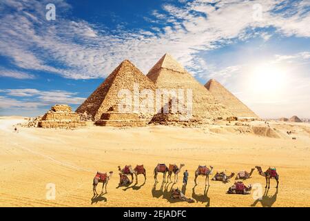 amel Karawane in der Nähe der Pyramiden von Ägypten in der Wüste, Gizeh Stockfoto