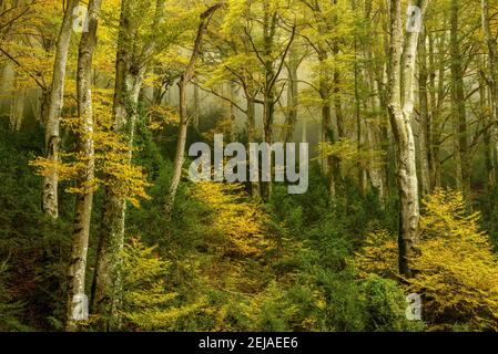 Buchenwald Fageda de la Grevolosa im Herbst, an einem nebligen Tag nach heftigen Regenfällen (Osona, Provinz Barcelona, Katalonien, Spanien) Stockfoto