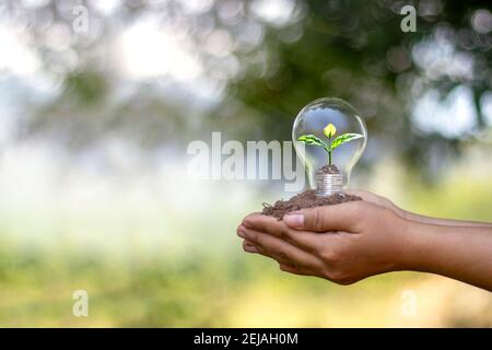 Menschen Hand halten energiesparende Glühbirnen und kleine Bäume in Glühbirnen gepflanzt Energiespar-und Umweltkonzept. Stockfoto