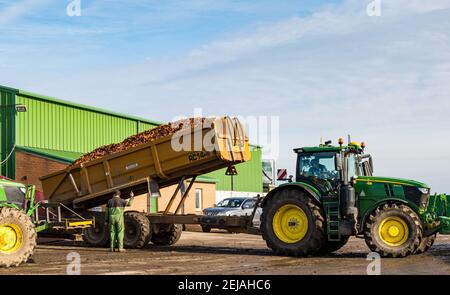 East Lothian, Schottland, Großbritannien, 22nd. Februar 2021. Karottenernte: Luffness Mains Farm erntet ein 7 Hektar großes Feld von Nairobi Karotten, gepflanzt im Mai und bedeckt mit Stroh für den Winter, bestimmt für Supermärkte wie Tesco, Sainsbury & Asda. Ein mit Karotten beladener Traktoranhänger kippt sie in einen Sortierschuppen, um Erde und verformte zu entfernen, und transportiert sie zu einem 30-Tonnen-LKW-Anhänger, der zu einer Verarbeitungsanlage in Nottingham gefahren wird; die Karotten kehren nach Schottland zurück, um sie zu verteilen Stockfoto