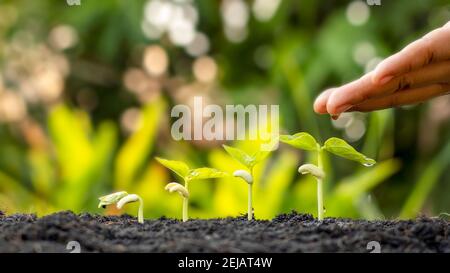 Anbau von Pflanzen auf fruchtbarem Boden und Bewässerung von Pflanzen, einschließlich der Darstellung von Stadien des Pflanzenwachstums, Anzuchtkonzepte. Stockfoto