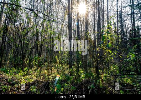 Herbstwald in der Sonne zwischen Bäumen ohne Blätter, selektiver Fokus Stockfoto