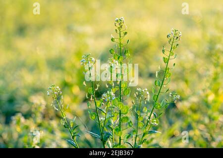 Wiese Gras bei Sonnenaufgang Stockfoto