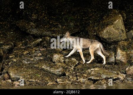 Grauer britisch-kolumbianischer Wolf an der Küste im Khutzeymateen Grizzly Bear Sanctuary, Kanada Stockfoto