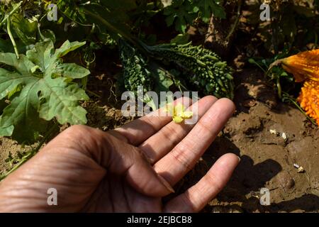 Weibliche Holding gelbe Blume von Bittergourd oder Bittermelone oder Karela wächst im Haus Hinterhof Bio indischen asiatischen Gemüse. Obst wächst mit brüllen Stockfoto