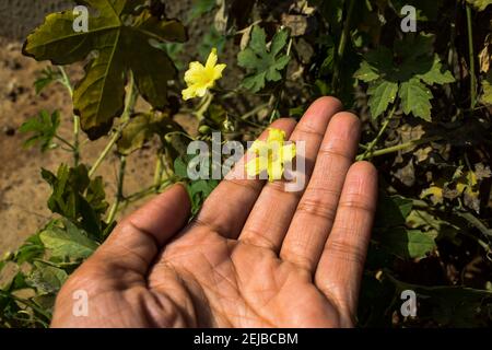 Gelb blühende Blume von Bittergourd oder Bittermelone oder Karela wächst im Haus Hinterhof Bio indischen asiatischen Gemüse. Obstbau mit gelben Flo Stockfoto