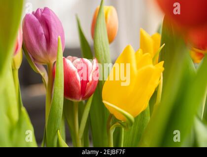 Leuchtend rote Tulpe Blume im Fokus unter Haufen von anderen Farbe: Violett gelb und rot Stockfoto