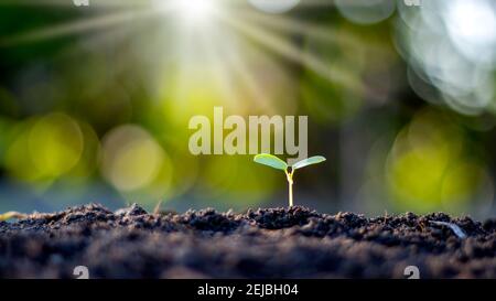 Kleine Bäume mit grünen Blättern, natürlichem Wachstum und Sonnenlicht, das Konzept der Landwirtschaft und nachhaltiges Pflanzenwachstum. Stockfoto