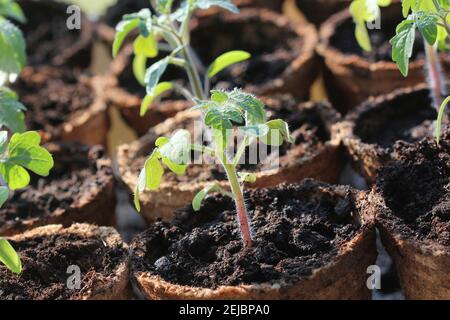 Topfpflanzen Setzlinge wachsen in biologisch abbaubaren Torfmoos Töpfe . Gartenkonzept .Junge Tomate Sämling Sprossen. Stockfoto