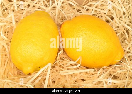 Zwei ganze helle gelbe reife leckere Bio-Zitronen liegen in einem leichten Holzspäne. Stockfoto
